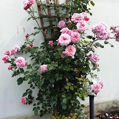 Mirana Family Szálloda Burgasz