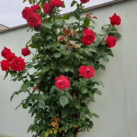 Mirana Family Ξενοδοχείο Μπουργκάς