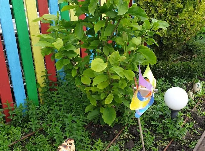 мирана Хотел 3*