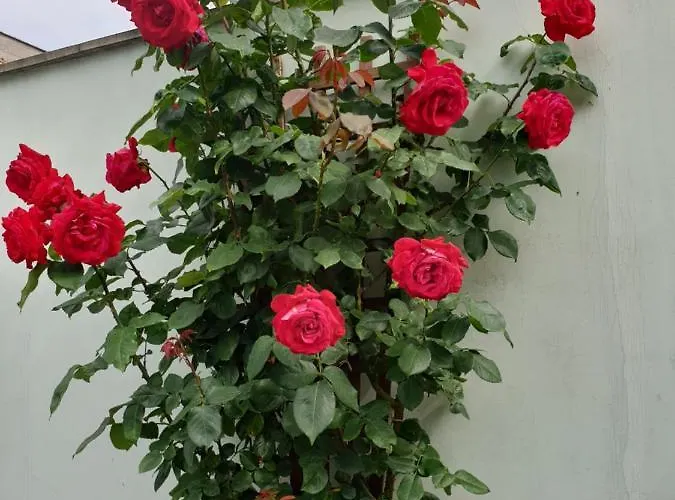 мирана Хотел Бургас