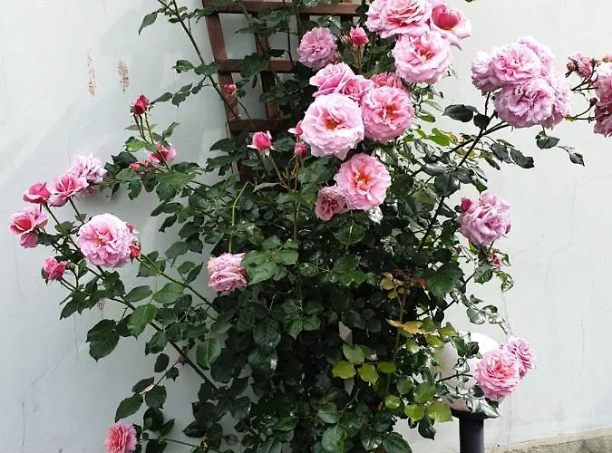 мирана Хотел Бургас